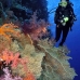 coral_soft_bro_l_v_0078_egy0363.jpg